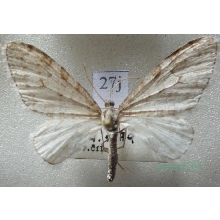 Trichopteryx carpinata (Borkhausen, 1794) Płatynka grabówka Czech27j
